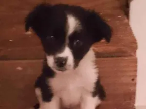 Cachorro raça SRD-ViraLata idade 2 a 6 meses nome Gaia