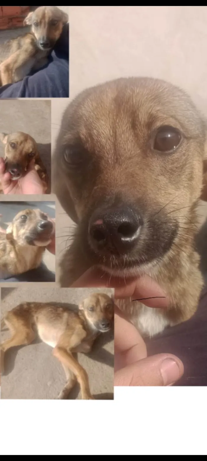 Cachorro ra a SRD-ViraLata idade 7 a 11 meses nome Sem nome 