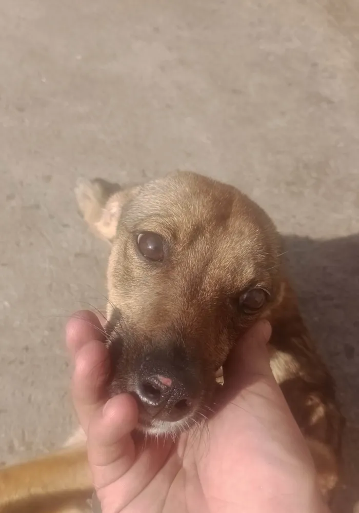 Cachorro ra a SRD-ViraLata idade 7 a 11 meses nome Sem nome 