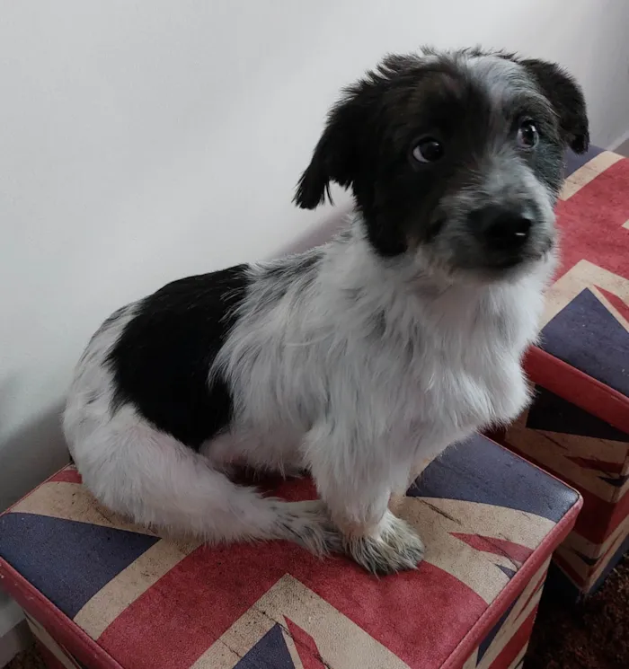 Cachorro ra a SRD-ViraLata idade 7 a 11 meses nome Trapézio