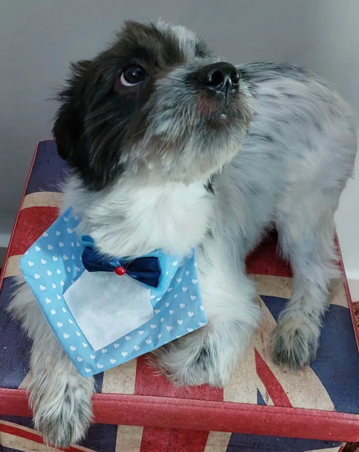 Cachorro ra a SRD-ViraLata idade 7 a 11 meses nome Trapézio