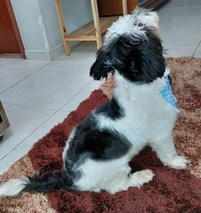 Cachorro ra a SRD-ViraLata idade 7 a 11 meses nome Mickey