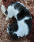 Mickey