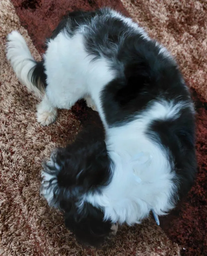 Cachorro ra a SRD-ViraLata idade 7 a 11 meses nome Mickey