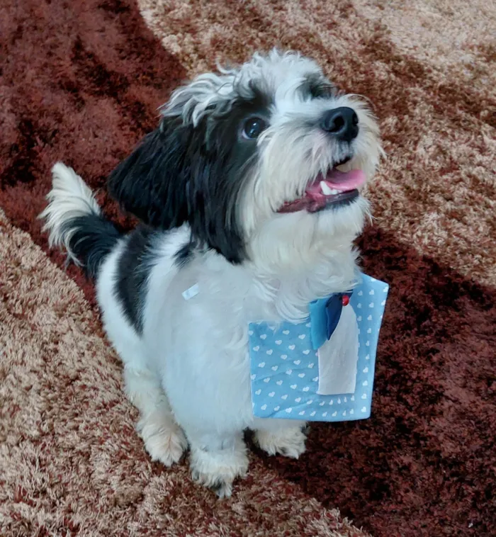 Cachorro ra a SRD-ViraLata idade 7 a 11 meses nome Mickey
