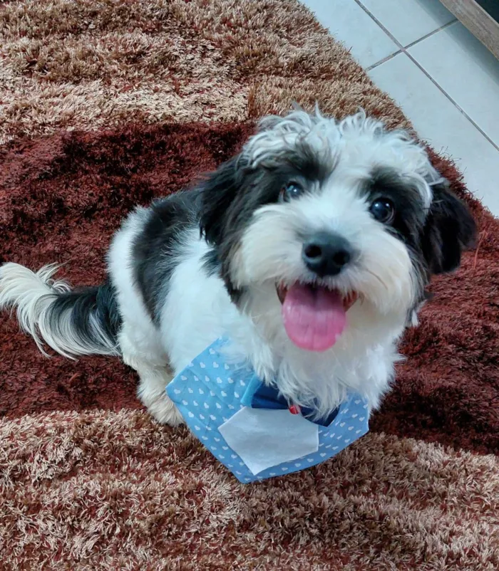 Cachorro ra a SRD-ViraLata idade 7 a 11 meses nome Mickey