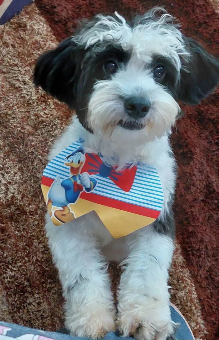 Cachorro ra a SRD-ViraLata idade 7 a 11 meses nome Mickey