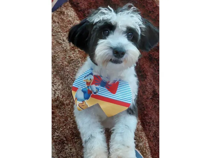 Cachorro ra a SRD-ViraLata idade 7 a 11 meses nome Mickey