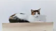 SUSI