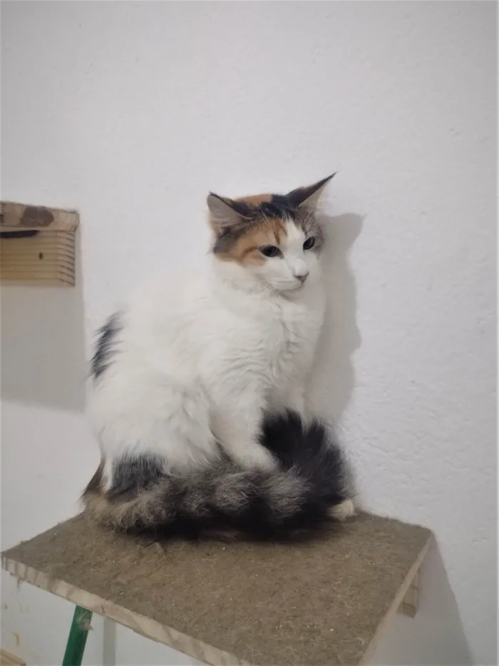 Gato ra a SRD-ViraLata idade 7 a 11 meses nome SUSI