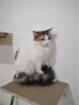 SUSI