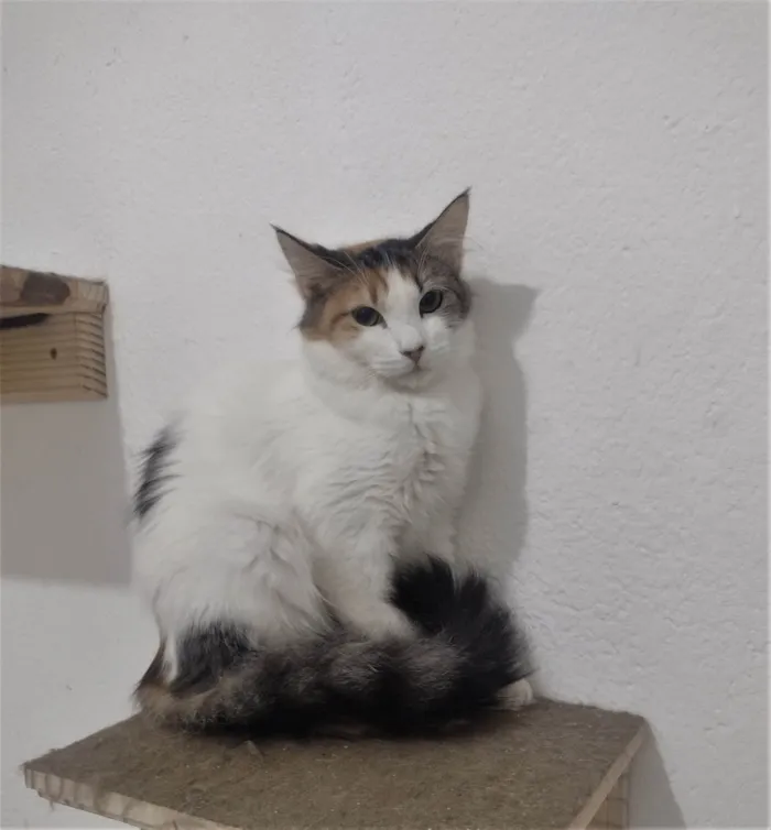 Gato ra a SRD-ViraLata idade 7 a 11 meses nome SUSI