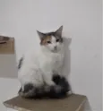 SUSI
