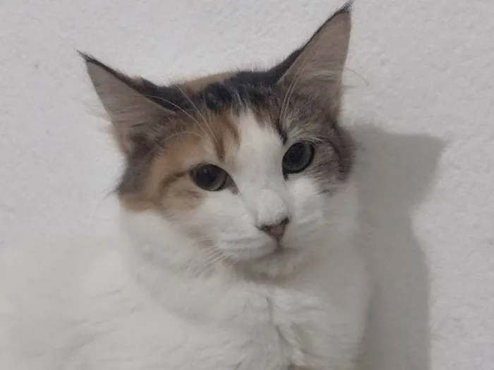 Gato ra a SRD-ViraLata idade 7 a 11 meses nome SUSI