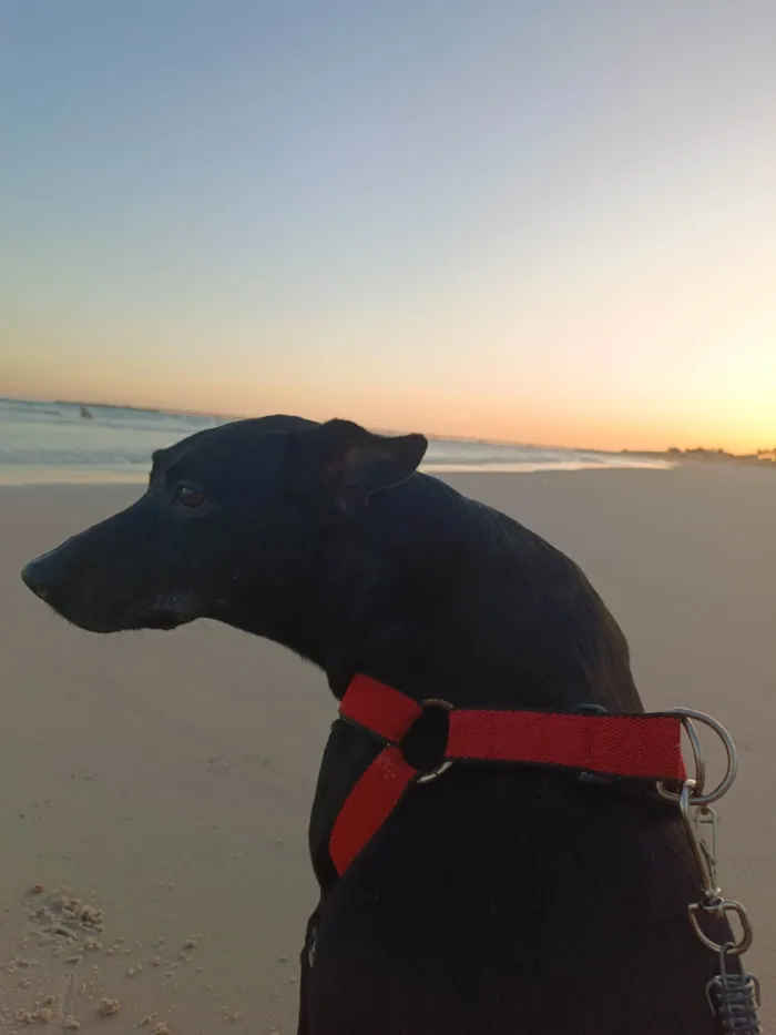 Cachorro ra a Sem raça definida  idade 6 ou mais anos nome Belinha 