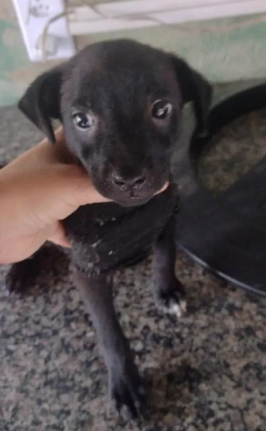 Cachorro ra a SRD-ViraLata idade 2 a 6 meses nome Pretinha