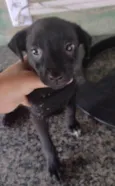 Pretinha