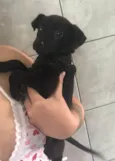 Pretinha