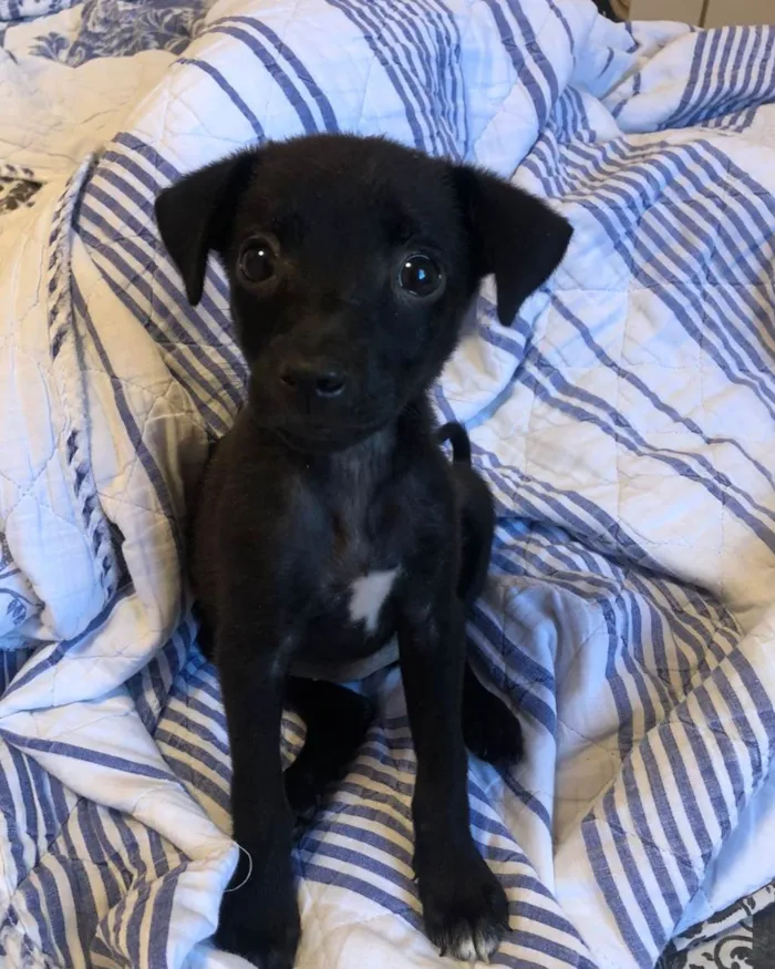 Cachorro ra a SRD-ViraLata idade 2 a 6 meses nome Pretinha