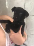 Pretinha