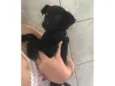 Pretinha