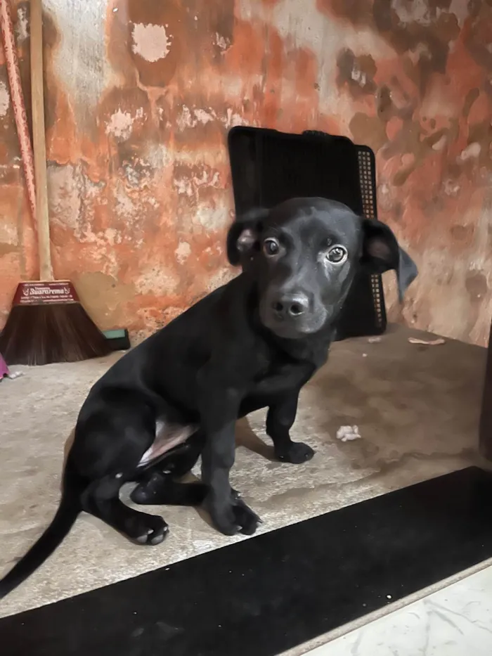 Cachorro raça SRD-ViraLata idade 2 a 6 meses nome Pandora