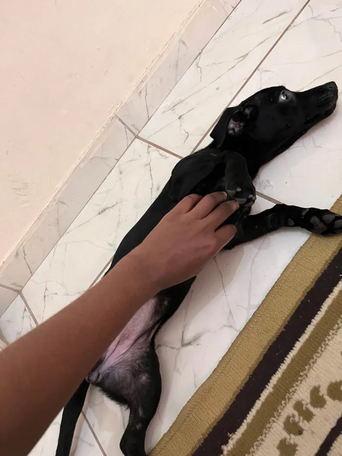 Cachorro raça SRD-ViraLata idade 2 a 6 meses nome Pandora