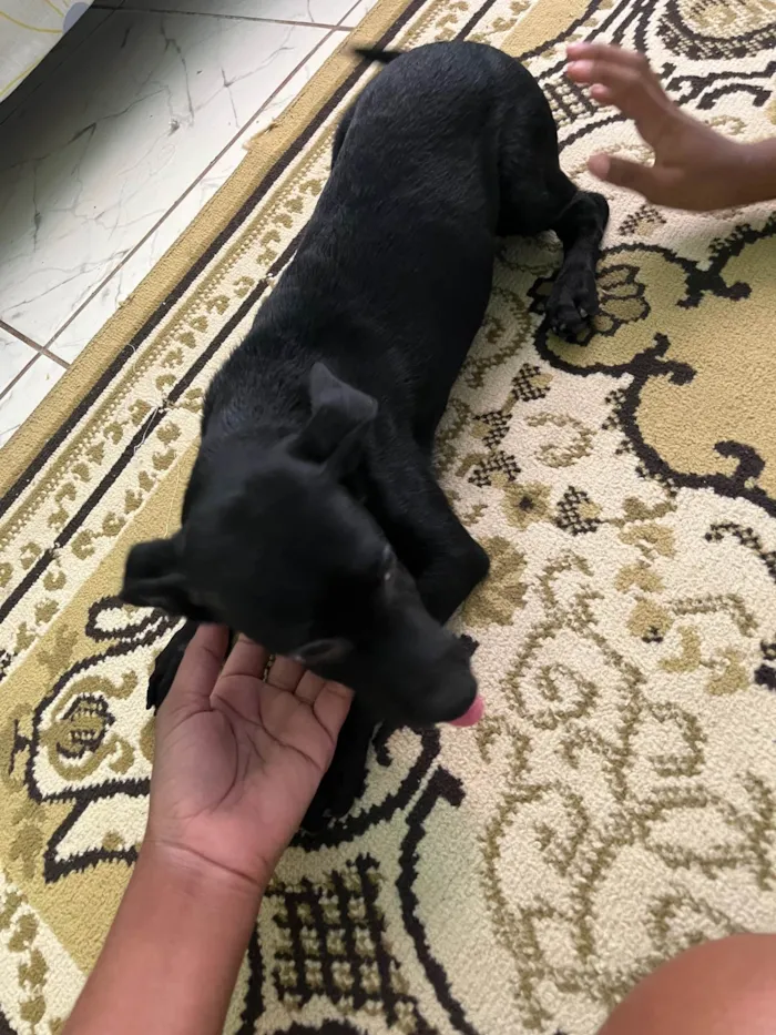 Cachorro raça SRD-ViraLata idade 2 a 6 meses nome Pandora