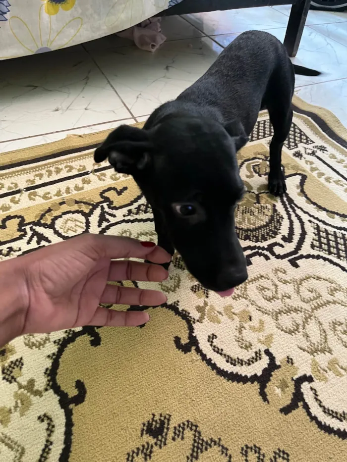 Cachorro raça SRD-ViraLata idade 2 a 6 meses nome Pandora