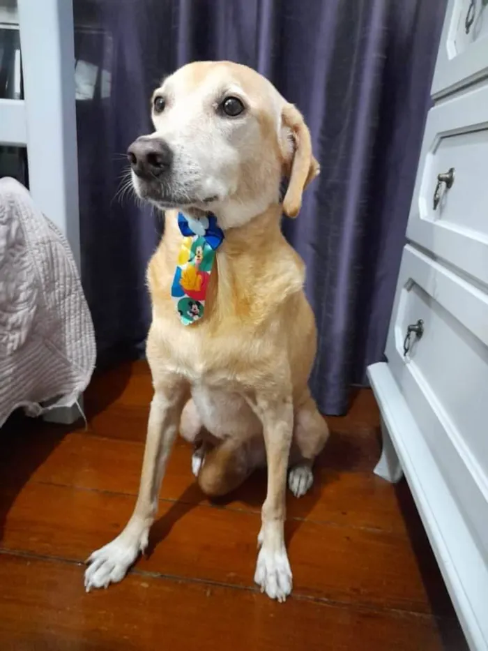 Cachorro ra a SRD-ViraLata idade 5 anos nome Kindin