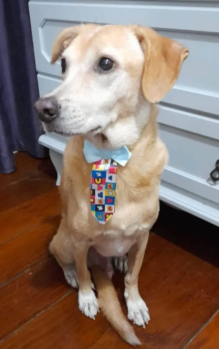 Cachorro ra a SRD-ViraLata idade 5 anos nome Kindin