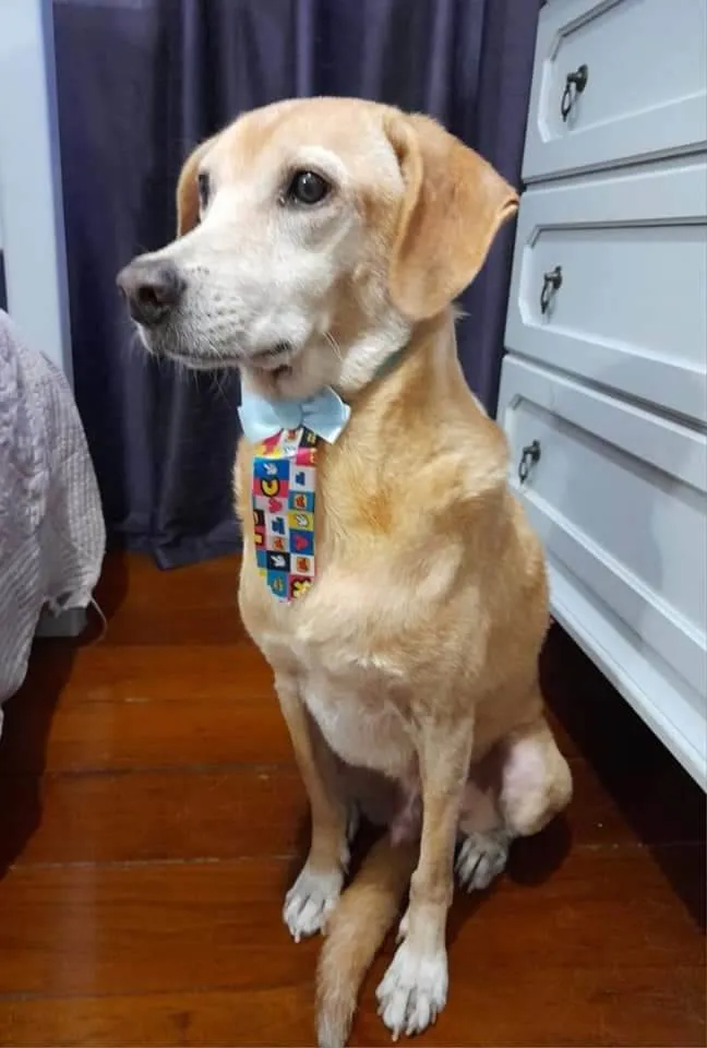 Cachorro ra a SRD-ViraLata idade 5 anos nome Kindin