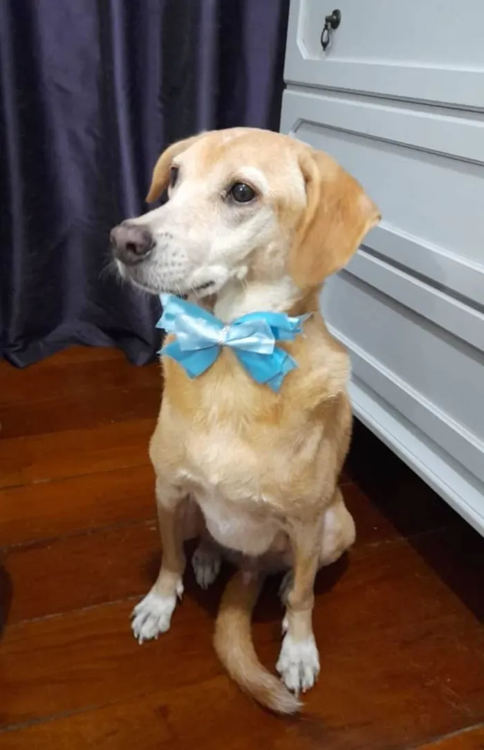 Cachorro ra a SRD-ViraLata idade 5 anos nome Kindin
