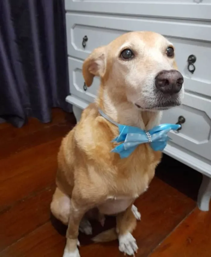 Cachorro ra a SRD-ViraLata idade 5 anos nome Kindin