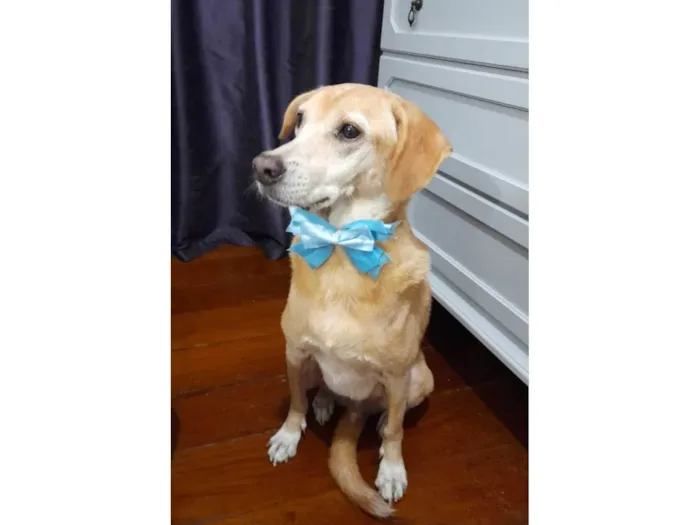 Cachorro ra a SRD-ViraLata idade 5 anos nome Kindin