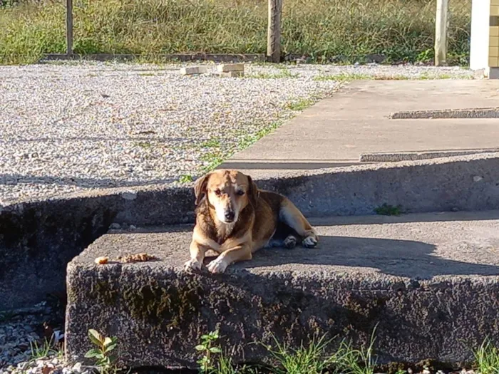 Cachorro ra a  idade 3 anos nome Não tem 