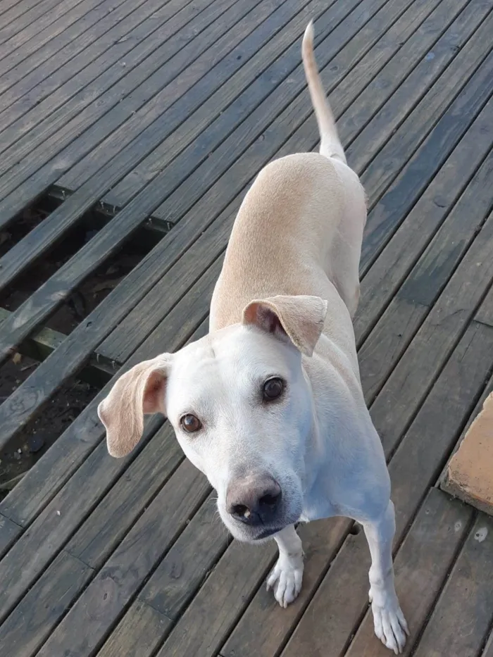 Cachorro ra a  idade 2 anos nome Branco 