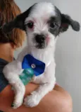 Bob
