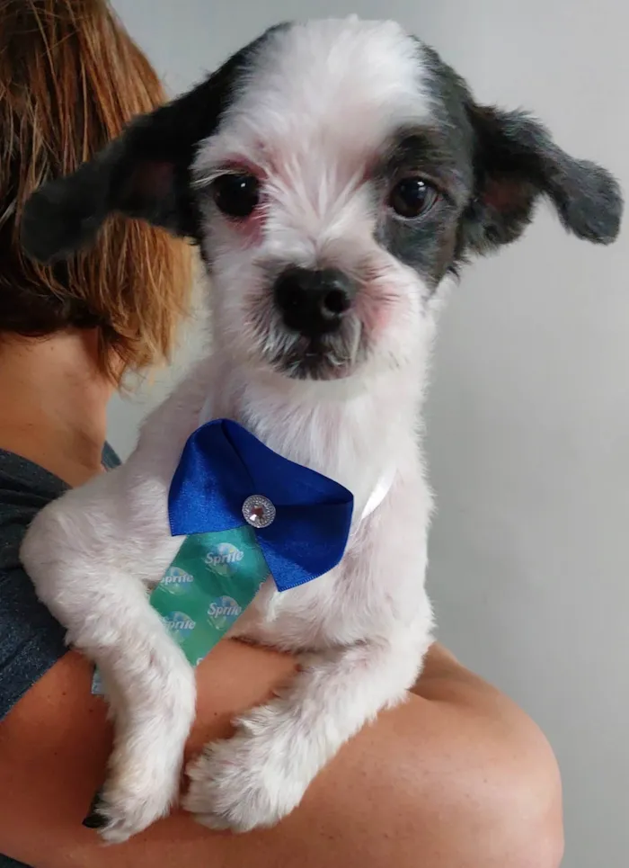 Cachorro ra a Lhasa Apso idade 6 ou mais anos nome Bob