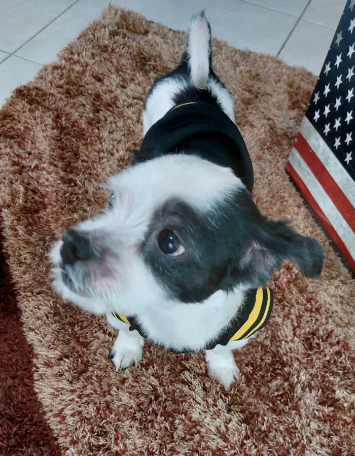 Cachorro ra a Lhasa Apso idade 6 ou mais anos nome Bob