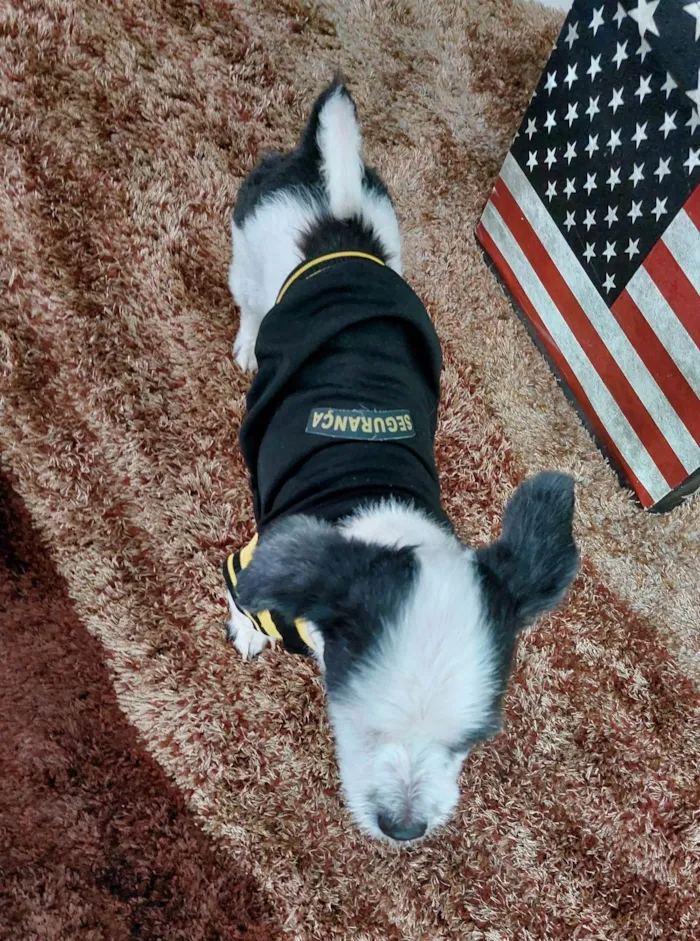 Cachorro ra a Lhasa Apso idade 6 ou mais anos nome Bob