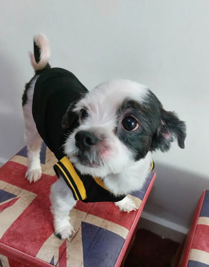 Cachorro ra a Lhasa Apso idade 6 ou mais anos nome Bob