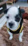 Bob