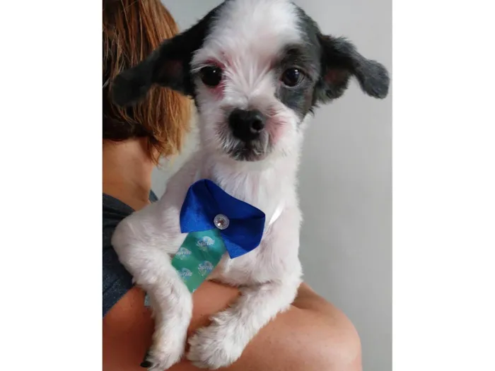 Cachorro ra a Lhasa Apso idade 6 ou mais anos nome Bob