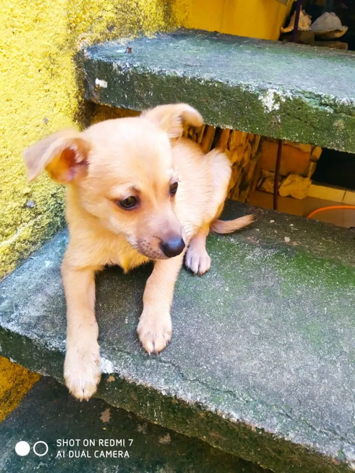 Cachorro raça SRD-ViraLata idade 2 a 6 meses nome Aramis