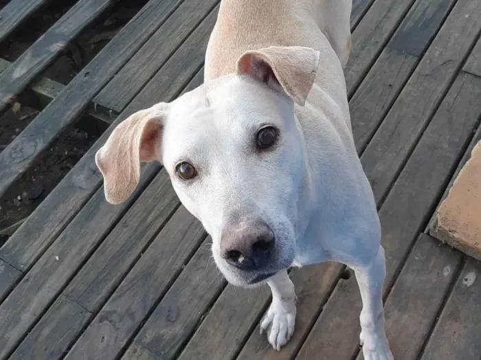 Cachorro ra a  idade 2 anos nome Branco 