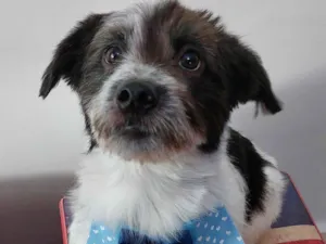 Cachorro raça SRD-ViraLata idade 7 a 11 meses nome Trapézio