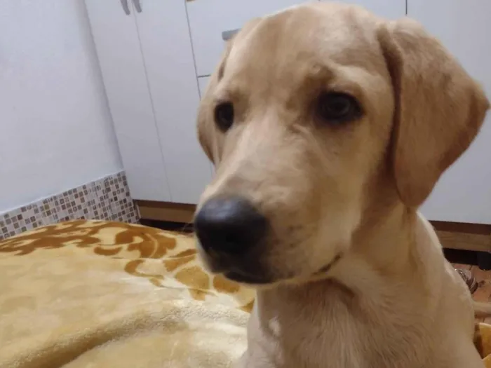 Cachorro ra a Labrador com pastor  idade 7 a 11 meses nome Pandora