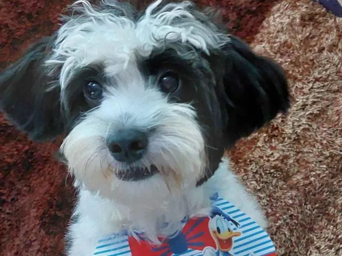 Cachorro ra a SRD-ViraLata idade 7 a 11 meses nome Mickey