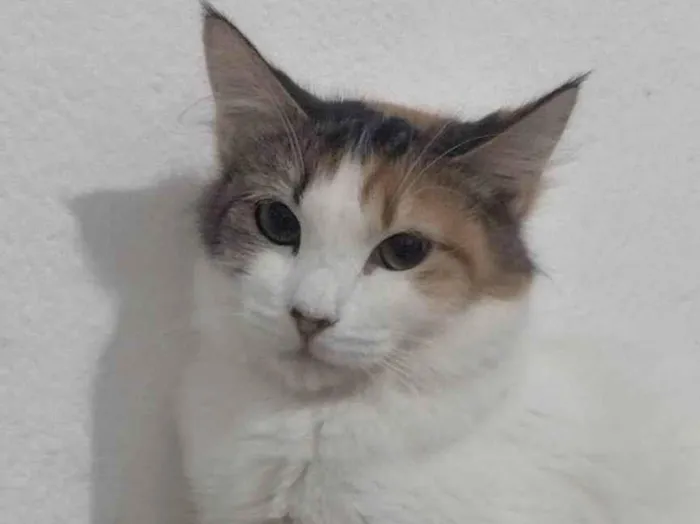 Gato ra a SRD-ViraLata idade 7 a 11 meses nome SUSI